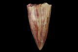 Serrated, Fossil Phytosaur Tooth - New Mexico #133314-1